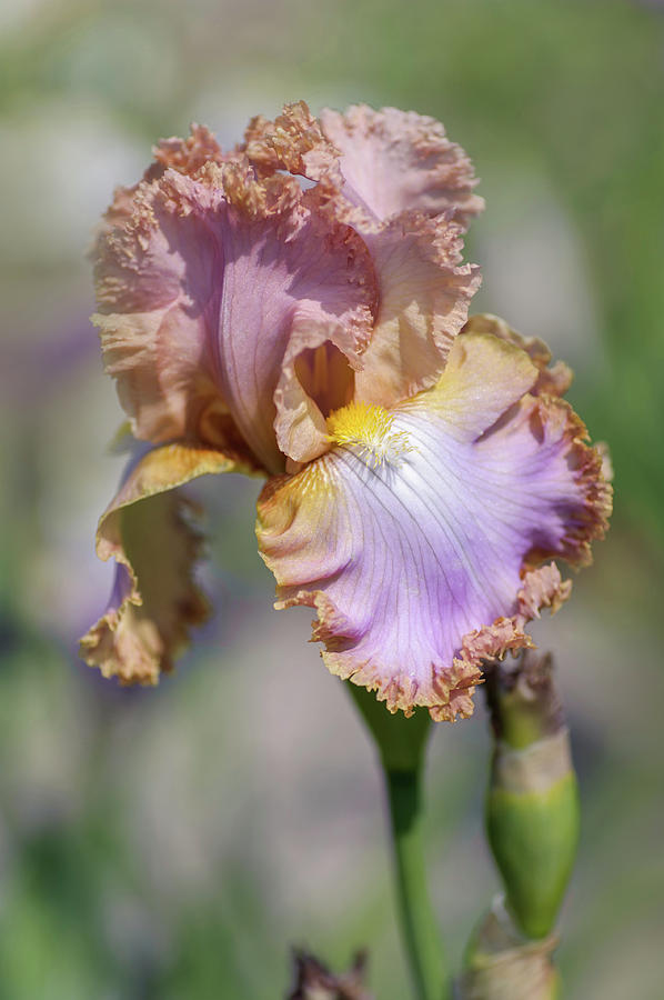 Beauty Of Irises. Fairys Prom Dress Photograph by Jenny Rainbow