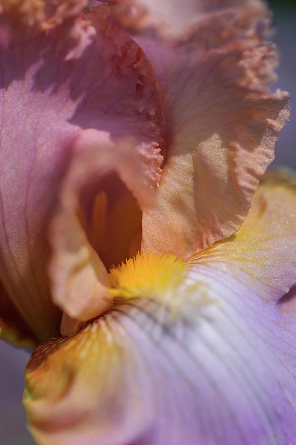 Beauty Of Irises. Fairys Prom Dress Macro Photograph by Jenny Rainbow