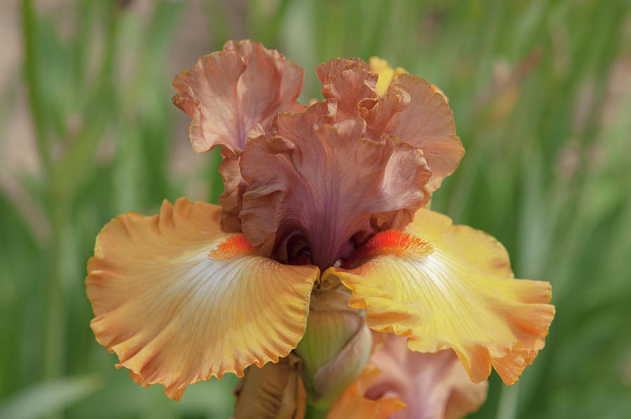 Beauty Of Irises. Fall Symphony 1 Photograph by Jenny Rainbow