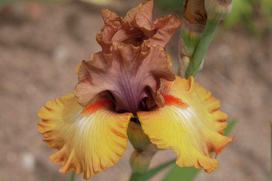 Beauty Of Irises. Fall Symphony Photograph by Jenny Rainbow