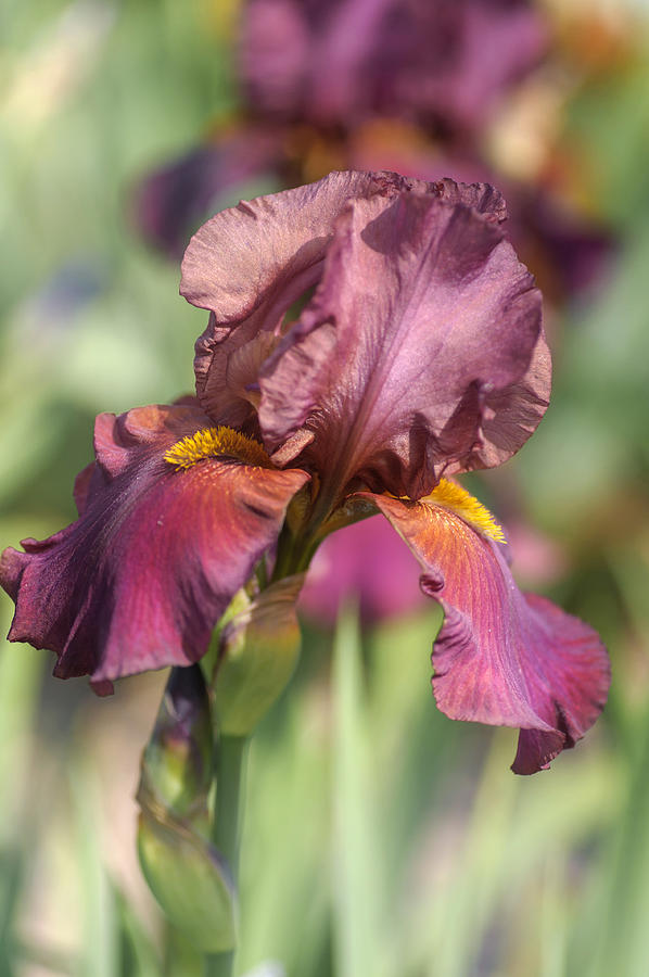 Beauty Of Irises. Faust 1 Photograph by Jenny Rainbow