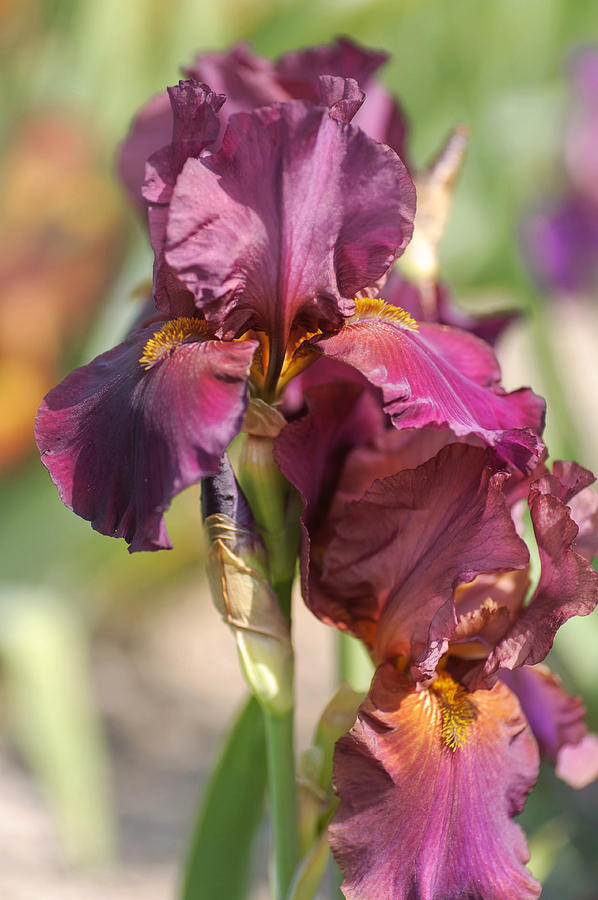 Beauty Of Irises. Faust Photograph by Jenny Rainbow