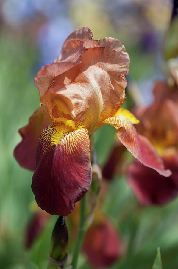 Beauty Of Irises. Feuervoge Photograph by Jenny Rainbow