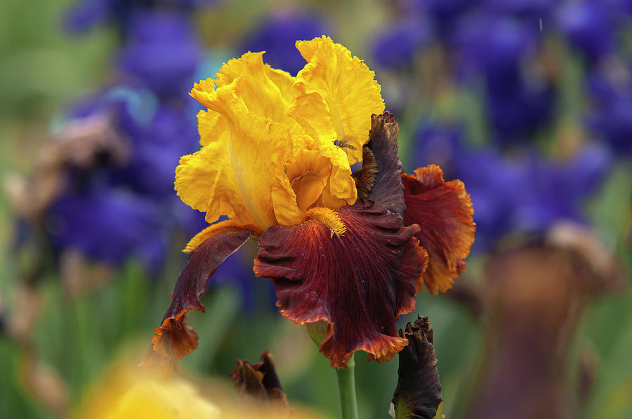 Beauty Of Irises. Fiesta Time 2 Photograph by Jenny Rainbow