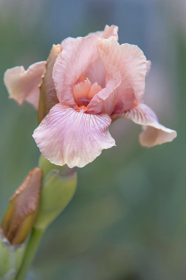 Beauty Of Irises. Flourish Photograph by Jenny Rainbow