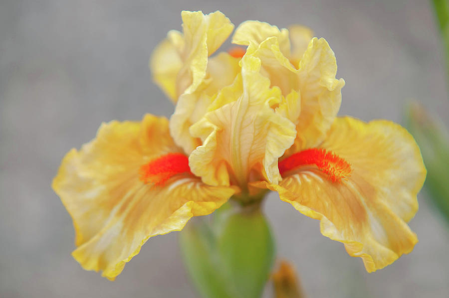 Beauty Of Irises. Fruit Cocktail 1 Photograph by Jenny Rainbow