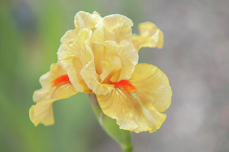 Beauty Of Irises. Fruit Cocktail Photograph by Jenny Rainbow