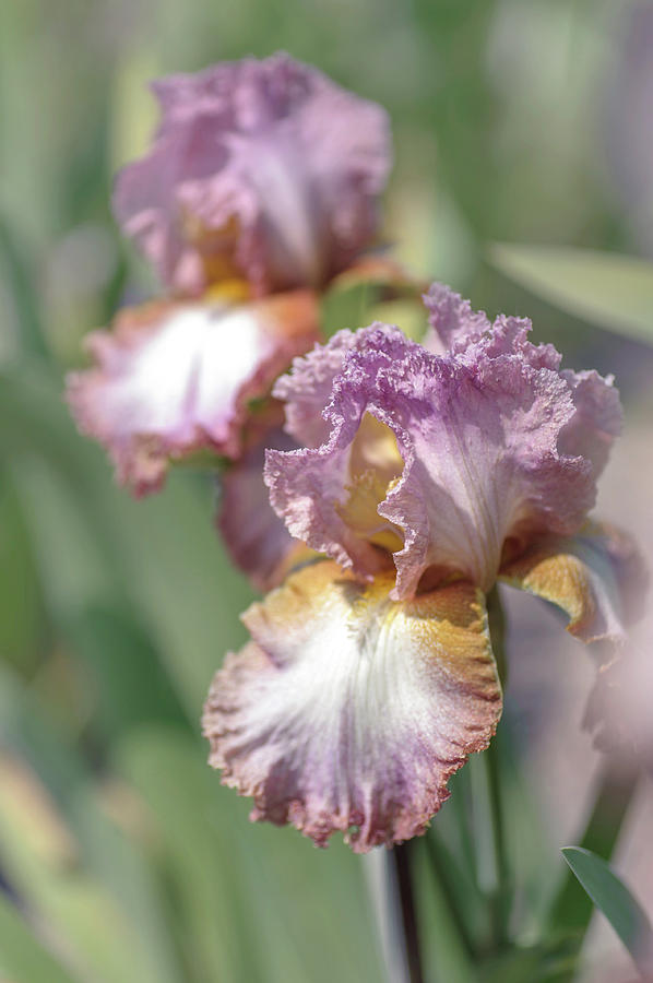 Beauty Of Irises. Funny Bird 1 Photograph by Jenny Rainbow