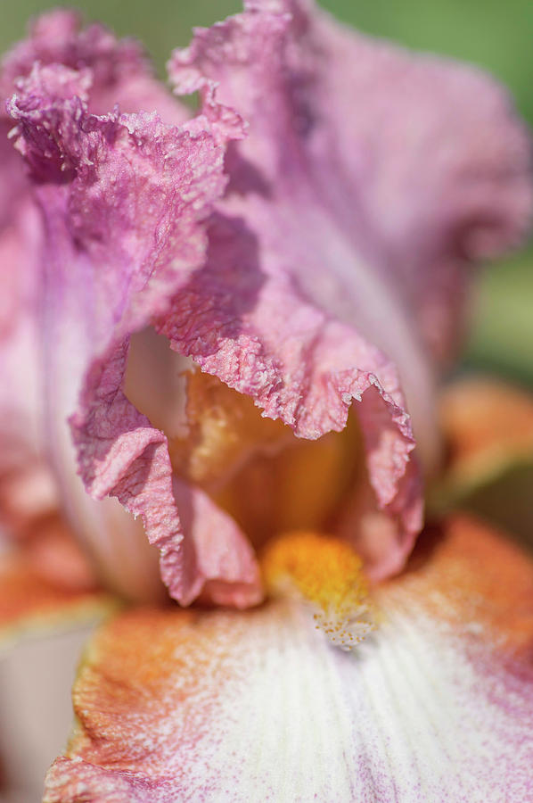 Beauty Of Irises. Funny Bird Macro Photograph by Jenny Rainbow
