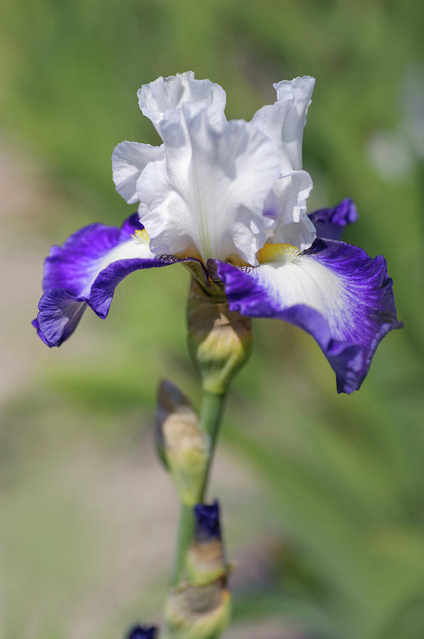 Beauty Of Irises. Futuriste Photograph by Jenny Rainbow