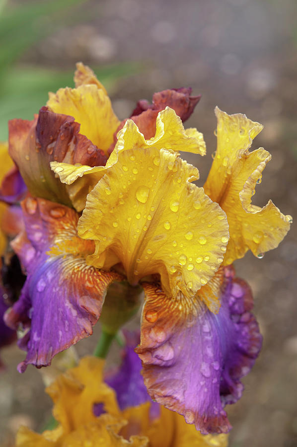 Beauty Of Irises - Gala Madrid 1 Photograph by Jenny Rainbow
