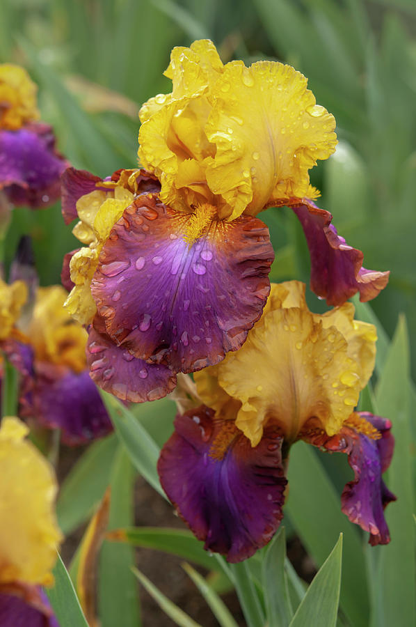 Beauty Of Irises - Gala Madrid Photograph by Jenny Rainbow