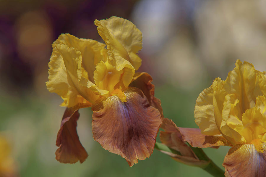 Beauty Of Irises. Gilded Down 1 Photograph by Jenny Rainbow