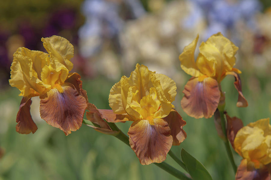 Beauty Of Irises. Gilded Down Photograph by Jenny Rainbow