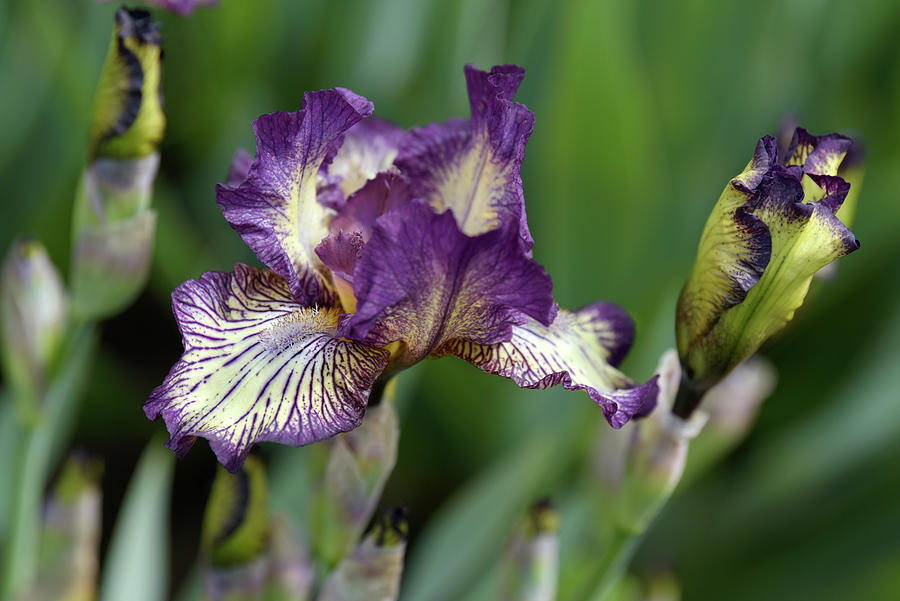 Beauty Of Irises. Gnu Rayz Photograph by Jenny Rainbow