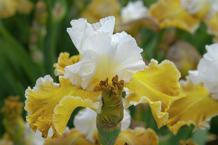 Beauty Of Irises. Going Green 3 Photograph by Jenny Rainbow