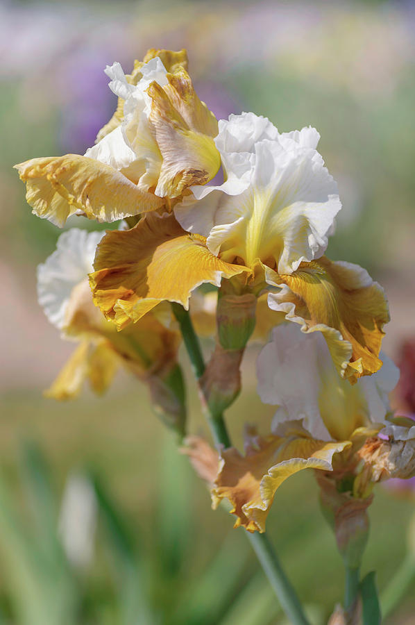 Beauty Of Irises. Going Green Photograph by Jenny Rainbow