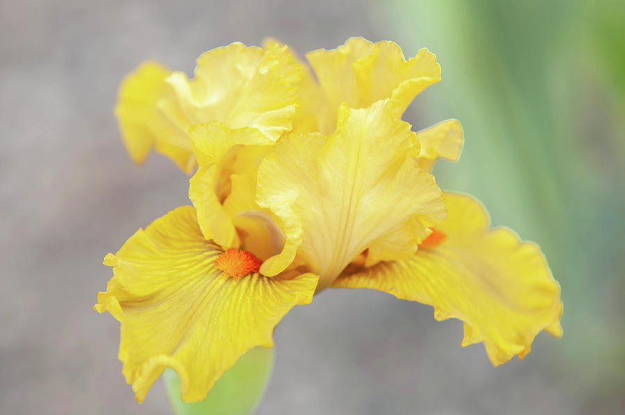Beauty Of Irises. Gold Pendant Photograph by Jenny Rainbow