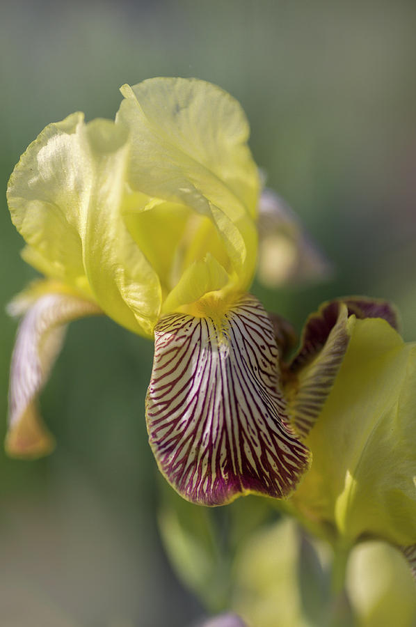 Beauty Of Irises. Gracchus 1 Photograph by Jenny Rainbow
