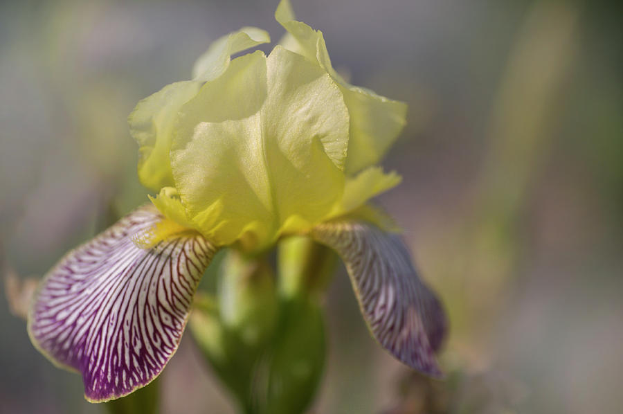 Beauty Of Irises. Gracchus Photograph by Jenny Rainbow