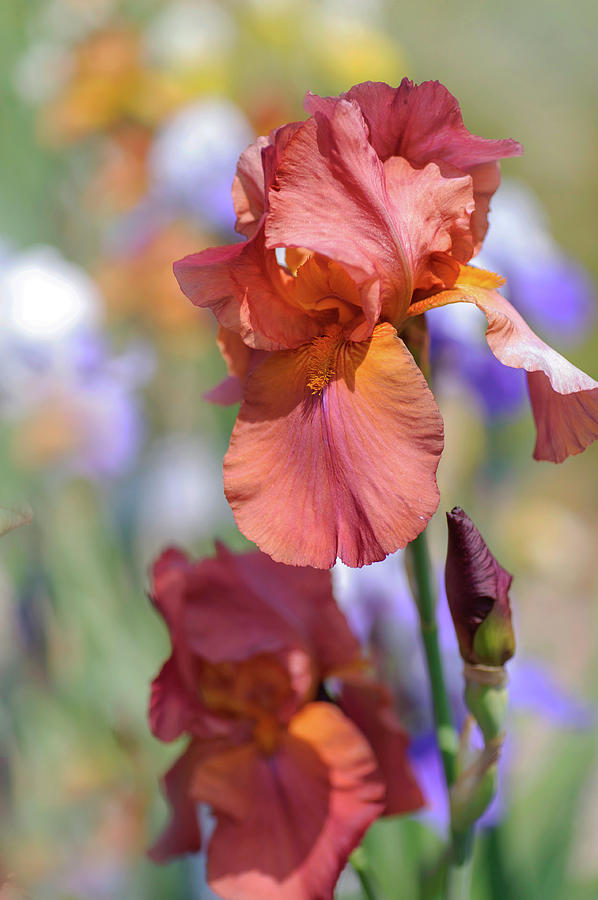 Beauty Of Irises. Gracie Pfost Photograph by Jenny Rainbow