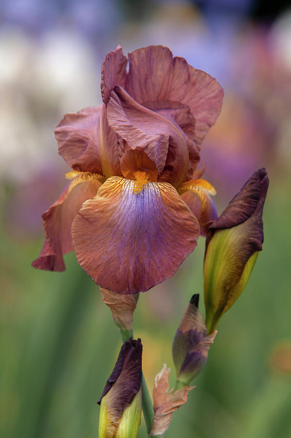 Beauty Of Irises - Grand Canyon 1 Photograph by Jenny Rainbow