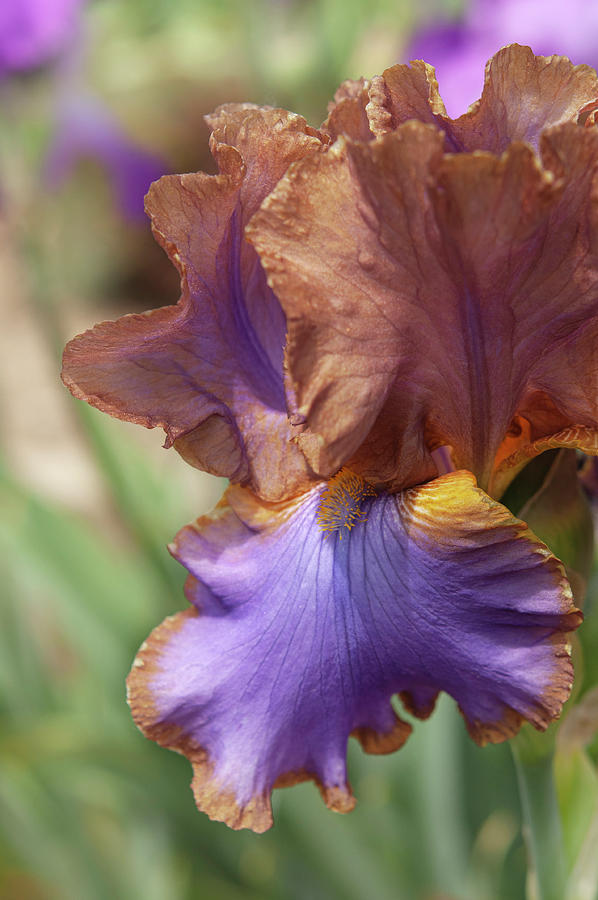 Beauty Of Irises. Gypsy Belle 1 Photograph by Jenny Rainbow