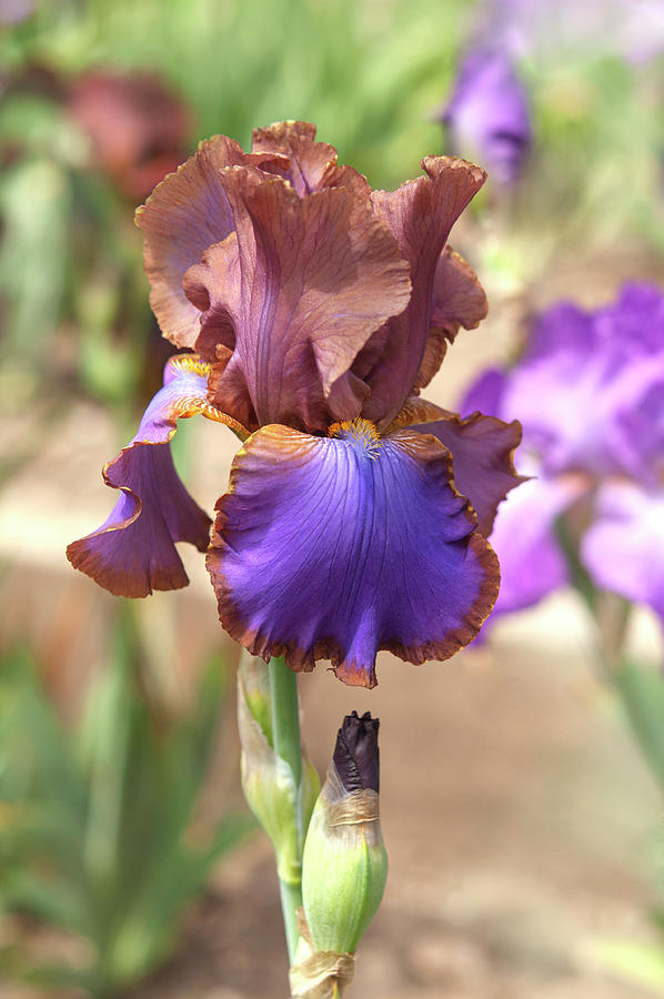 Beauty Of Irises. Gypsy Belle Photograph by Jenny Rainbow