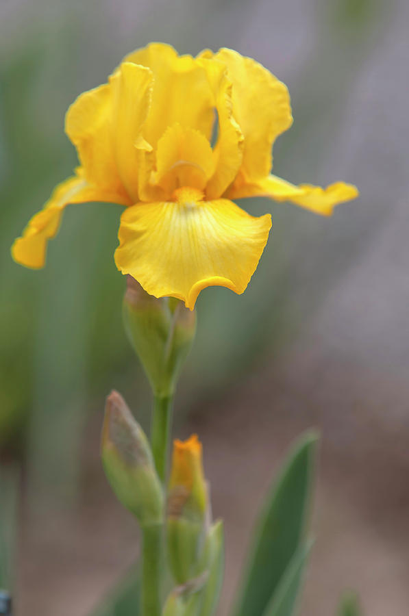 Beauty Of Irises. Harlow Gold 1 Photograph by Jenny Rainbow