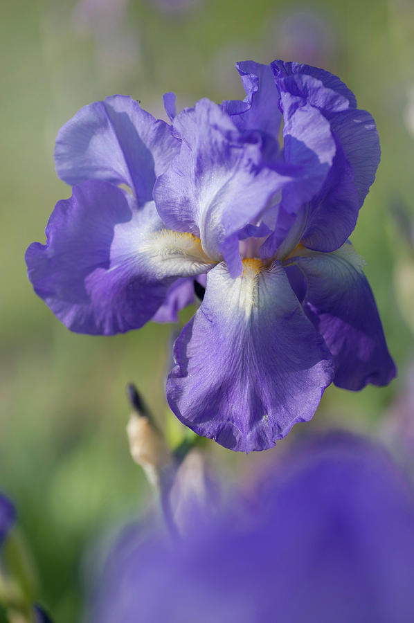 Beauty Of Irises. Harmony 1 Photograph by Jenny Rainbow