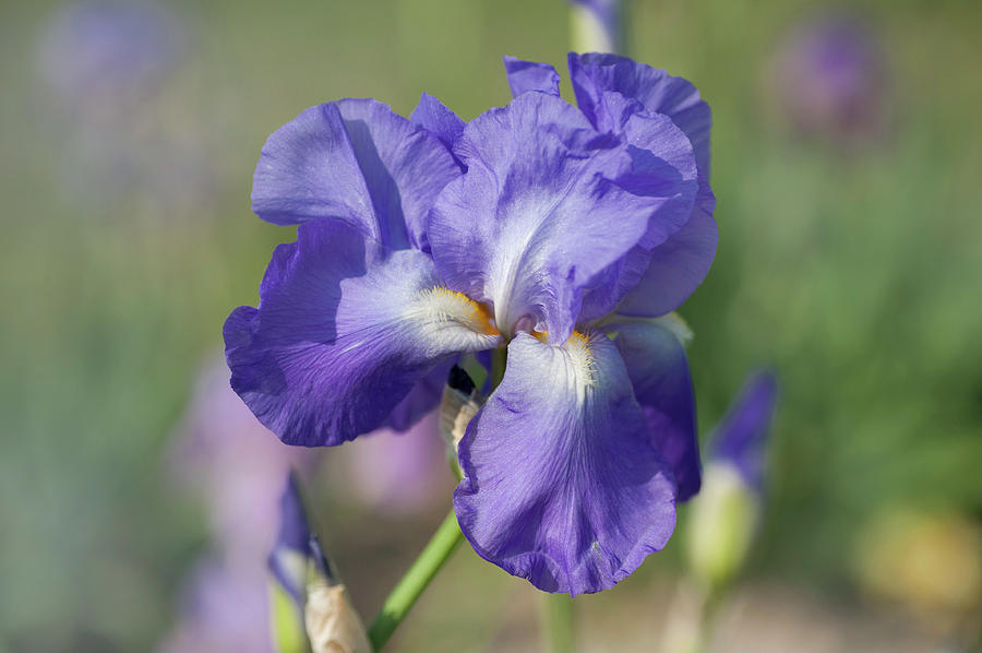 Beauty Of Irises. Harmony Photograph by Jenny Rainbow