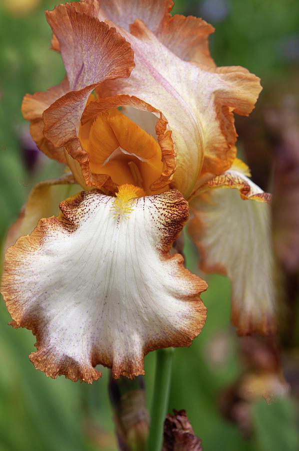 Beauty Of Irises. Heather Hawk 2 Photograph by Jenny Rainbow