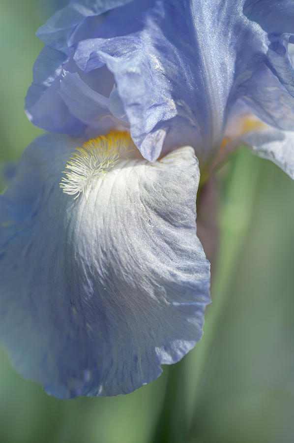 Beauty Of Irises. Helen McGregor 2 Photograph by Jenny Rainbow