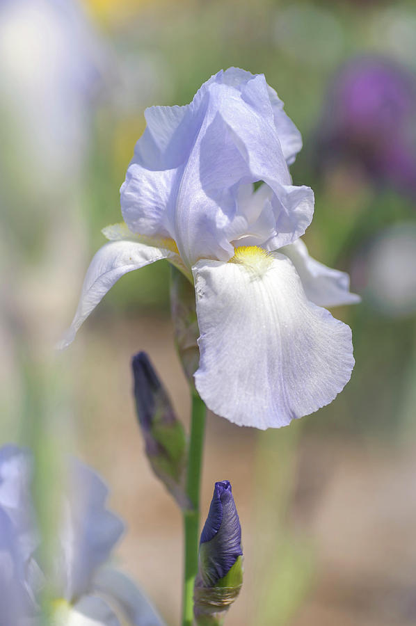 Beauty Of Irises. Helen McGregor Photograph by Jenny Rainbow