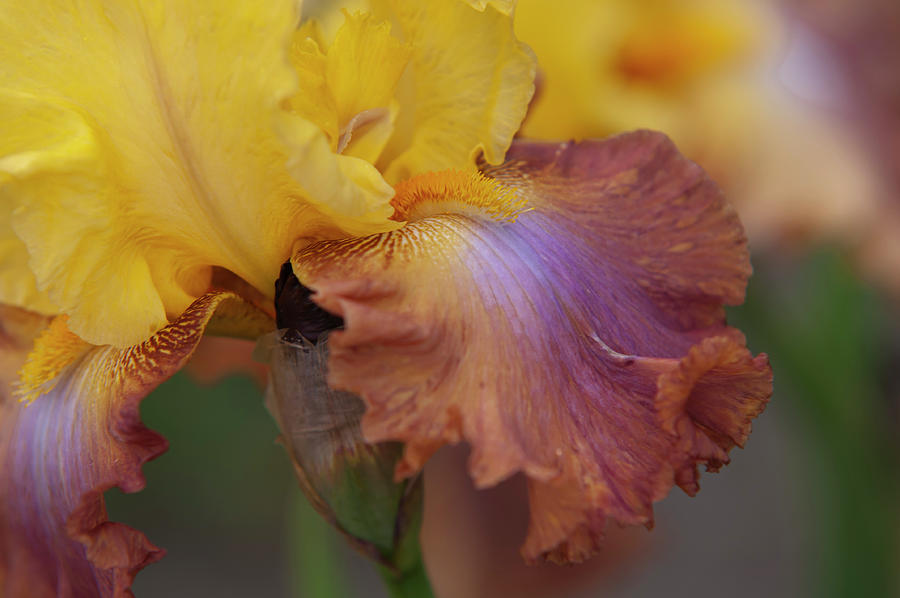 Beauty Of Irises - High Chaparral Macro Photograph by Jenny Rainbow