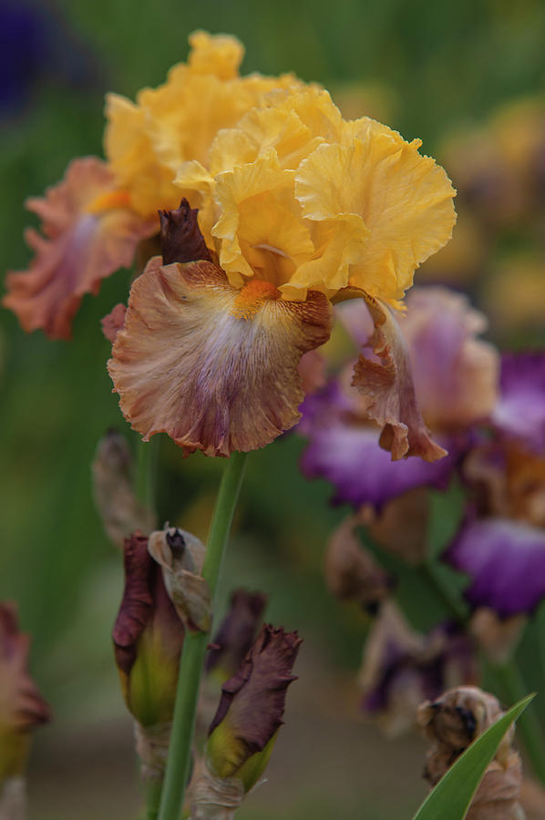 Beauty Of Irises - High Chapparral Photograph