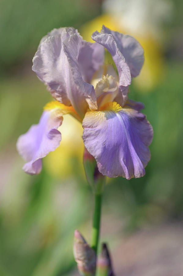 Beauty Of Irises. Hofdame 1 Photograph by Jenny Rainbow