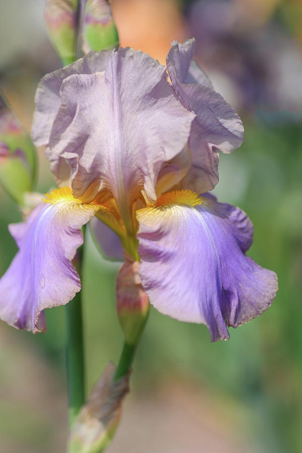 Beauty Of Irises. Hofdame 2 Photograph by Jenny Rainbow