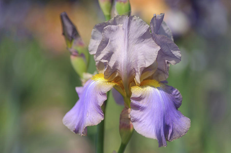 Beauty Of Irises. Hofdame Photograph by Jenny Rainbow