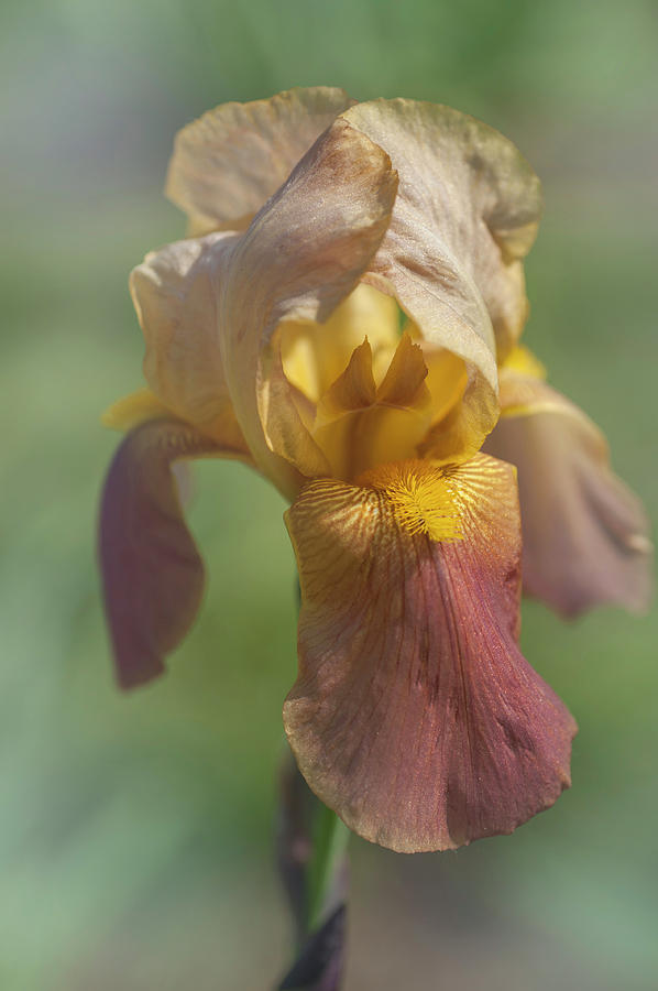 Beauty Of Irises. Hoosier Sunrise 1 Photograph by Jenny Rainbow