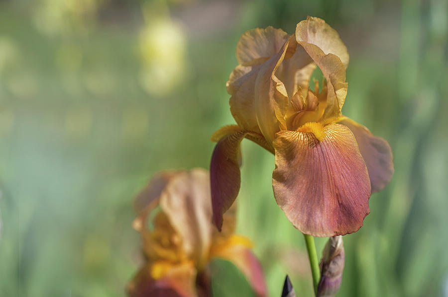 Beauty Of Irises. Hoosier Sunrise 3 Photograph by Jenny Rainbow