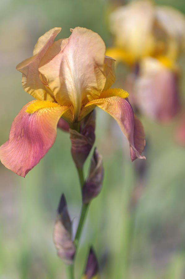 Beauty Of Irises. Hoosier Sunrise Photograph by Jenny Rainbow