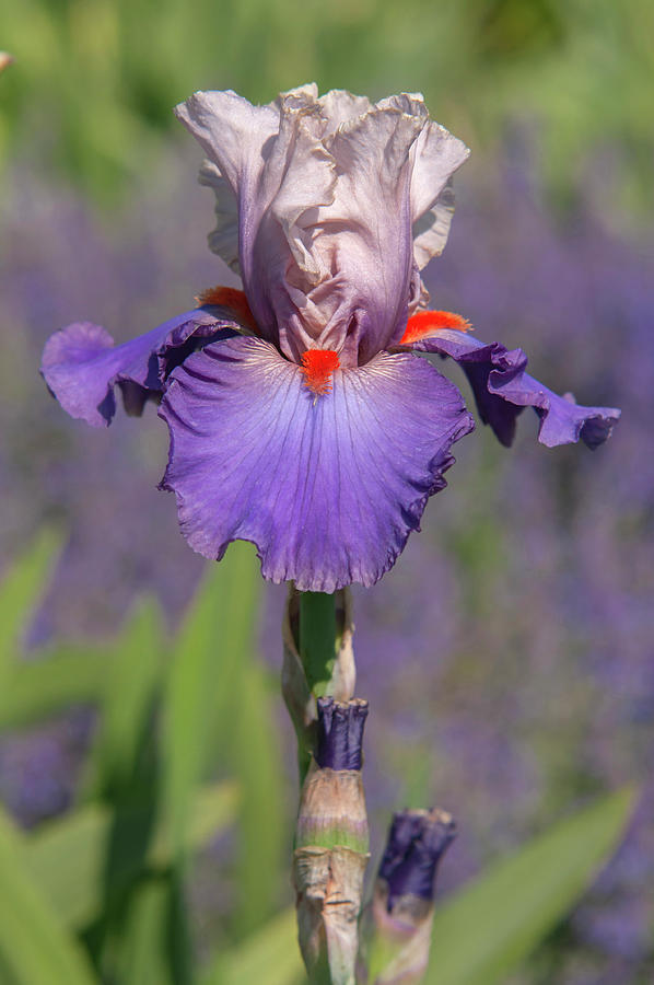 Beauty Of Irises. Hot Gossip 1 Photograph by Jenny Rainbow