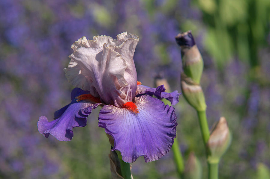 Beauty Of Irises. Hot Gossip 2 Photograph by Jenny Rainbow