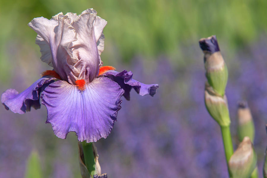 Beauty Of Irises. Hot Gossip Photograph by Jenny Rainbow
