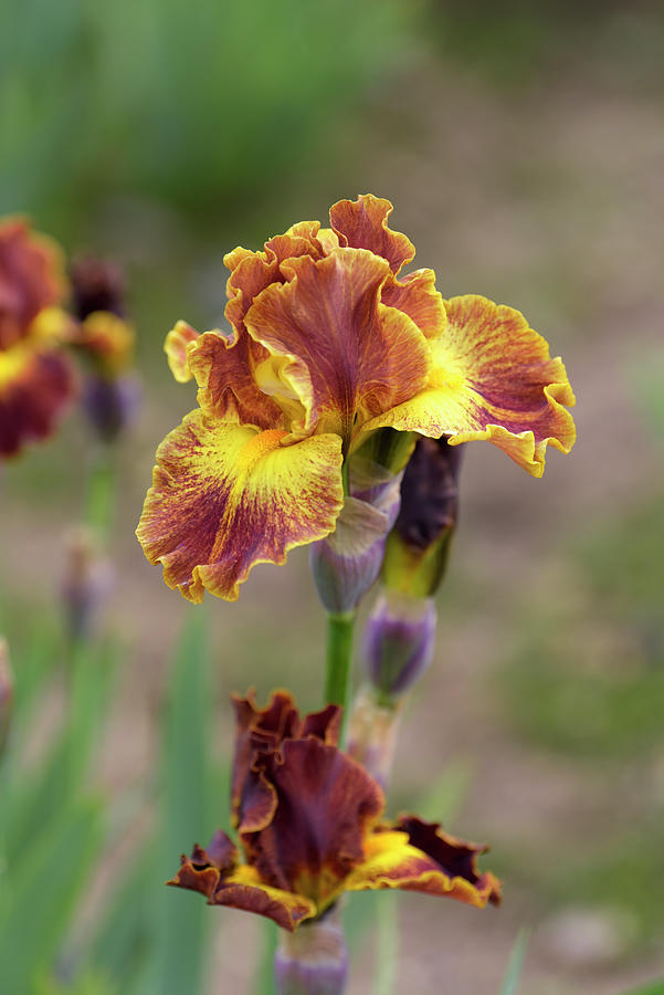 Beauty Of Irises. Hot Topic 1 Photograph by Jenny Rainbow