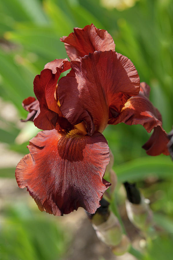 Beauty Of Irises - Inferno 1 Photograph by Jenny Rainbow