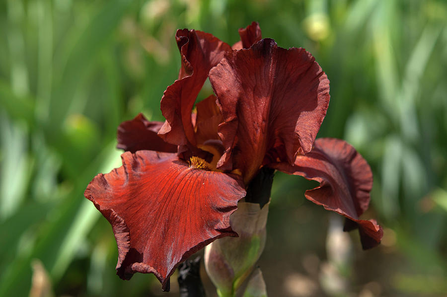 Beauty Of Irises - Inferno Photograph by Jenny Rainbow