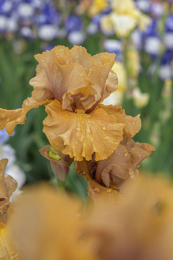 Beauty Of Irises. Into the Wilderness 1 Photograph by Jenny Rainbow