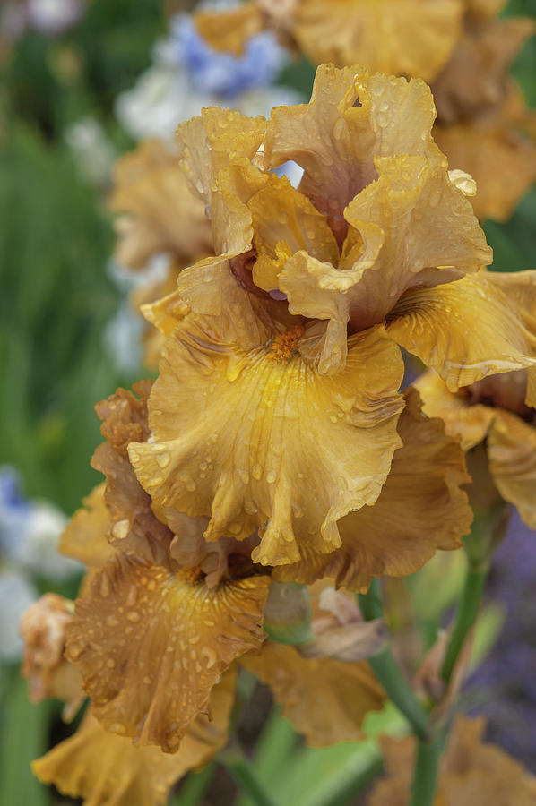 Beauty Of Irises. Into the Wilderness 2 Photograph by Jenny Rainbow